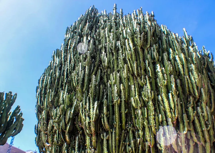 Cactus Piscina Climatizada Villa La Asomada